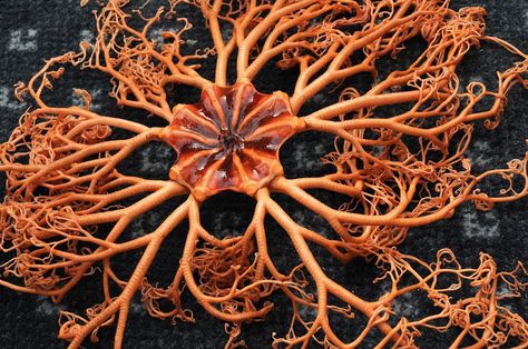 The Basket Star is an extraordinary marine invertebrate. As a group, they are a type of brittle star. Most species of Basket Star possess a relatively small central disk. This is surrounded by numerous, many branched arms. These are typically curled and gnarly. The various species vary greatly in size. Some species are only 1 in (2,5 cm) across. Others are as much as 3 ft (1m) across. They are quite flexible, ans can curl into tight balls when threatened. They do not possess blood as such. I... Starfish Species, Brittle Star, Sea Plants, Deep Sea Creatures, Water Colours, Underwater Creatures, Underwater Life, Water Life, Types Of Animals