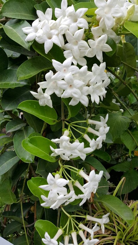 Madagascar Jasmine Syrian Jasmine Flower, White Jasmine Flower Aesthetic, Jasmine Flower Garden, Yasmin Flower, White Flower Tree, Madagascar Jasmine, Jasmine Tree, White Jasmine Flower, Mindset Therapy