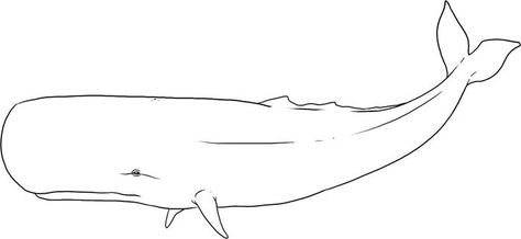 Whale Tail Coloring Pages, from Animal Coloring Pages topics #coloring #coloringpages #printable Whale Outline, Whale Sketch, Whale Coloring Pages, Whale Drawing, Cartoon Whale, Family Coloring Pages, Jonah And The Whale, Whale Tattoos, Shark Coloring Pages