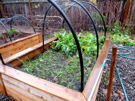 How to build coverings for your raised beds to keep them protected from cats/chickens & grow vegetables through the winter (via HipChickDigs) Bird Netting, Vegetable Garden Raised Beds, Garden Netting, Building A Raised Garden, Chicken Garden, Grow Vegetables, Fall Garden Vegetables, Veg Garden, Food Garden