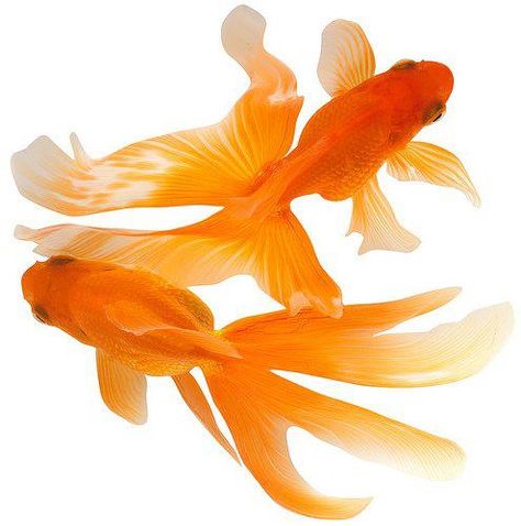 KOI FISH ~ (GOLDFISH) - Totem Talk Fish Information, Pngs For Moodboards, Moodboard Pngs, Orange Fish, Golden Fish, Orange Aesthetic, Aqua Turquoise, Sumi E, Wedding Humor