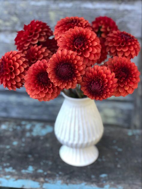 Dahlia Arrangements Simple, Brown Sugar Dahlia, Dahlias Aesthetic, Wedding Florals, Flower Farm, Flower Seeds, Dahlia, Brown Sugar, Floral Wedding