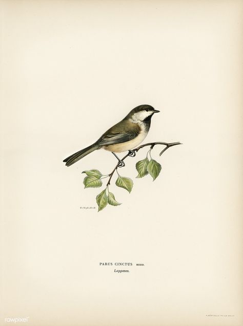 Lappmes (Parus cinctus) illustrated by the von Wright brothers. Digitally enhanced from our own 1929 folio version of Svenska Fåglar Efter Naturen Och Pa Sten Ritade. Vintage Bird Illustration, Free Illustration Images, Wright Brothers, Bird Book, 1000 Piece Puzzle, Botanical Drawings, Bird Illustration, Vintage Birds, Birds Painting