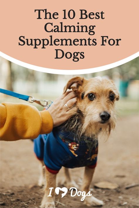 Dog Vitamins Best, Lifestyle Improvement, Calming Treats For Dogs, Calming Herbs, Supplements For Dogs, Itchy Dog, Dog Vitamins, Holistic Pet Care, Medication For Dogs