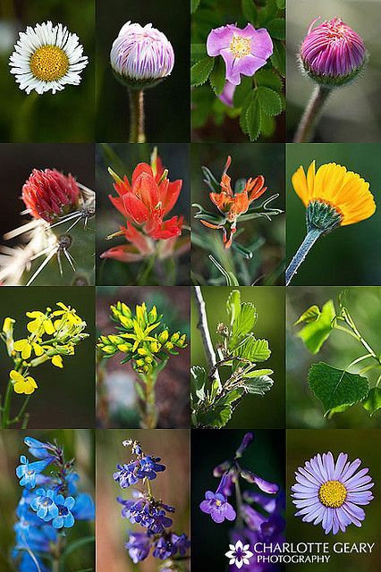 Colorado wildflowers - what will hopefully be growing in my front yard this year! Colorado Flowers, Colorado Landscaping, Colorado Gardening, Colorado Wildflowers, Making Plant Pots, Wild Edibles, Garden Route, Wildflower Garden, Native Garden