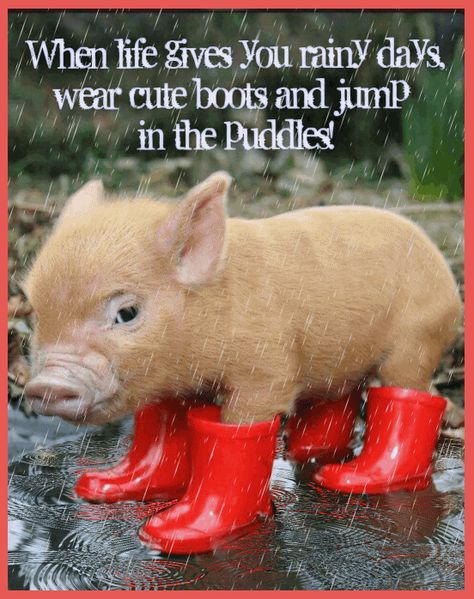 Rainy Good Morning, Good Morning Rainy Day, Sloth Quote, Rainy Day Quotes, Golden Shoes, Cute Piglets, Morning Memes, A Hedgehog, Good Morning Friends Quotes