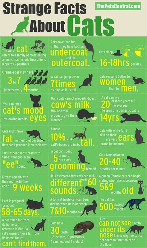 Kitty Tips, Cats Facts, Cat Infographic, Cat Behaviour, Facts About Cats, Word Cat, Hate Cats, 10 Interesting Facts, Cat Hacks