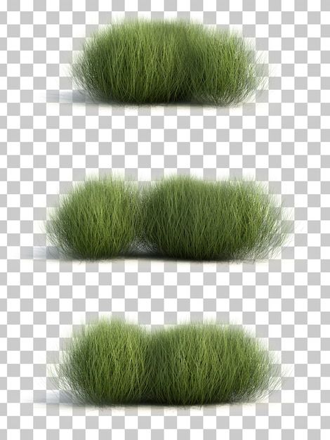 3d rendering of sedge grass Premium Psd | Premium Psd #Freepik #psd #grass #plant-grow #environment #plant Grass Photoshop, Tree Psd, Grass Png, Landscape Architecture Graphics, Tree Photoshop, Grass Design, Grass Plants, Photoshop Rendering, Growing Grass