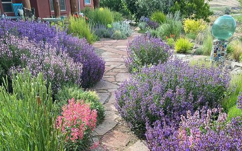 ZONE High Country Gardens, Sustainable Gardening, Waterwise Garden, Country Gardens, Sustainable Garden, Water Wise, Shade Trees, Planting Bulbs, Flowers Perennials