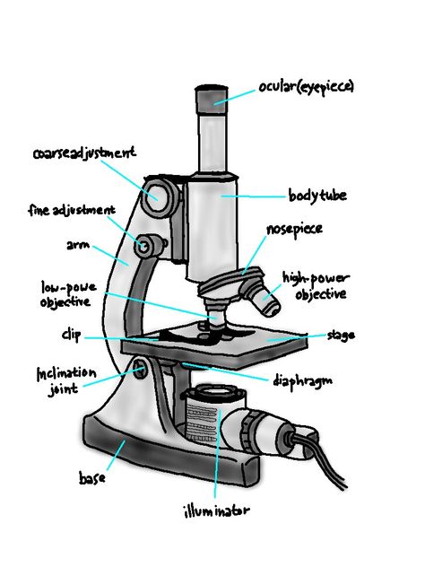 Compound Microscope Drawing Easy, Microscope Art Drawing, How To Draw Microscope, Microscope Label, Lab Apparatus Drawing, Compound Microscope Drawing With Label, Labeled Microscope, Compound Microscope Drawing, Microscope Drawing With Label