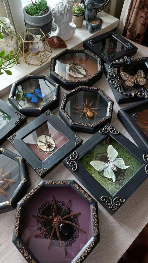 Bug Collection Display Diy, Goth Picture Frames Diy, Shadow Box Taxidermy, Moth Shadow Boxes, Bug Shadow Box Insects, Taxidermy Butterfly Wall, Pinned Bug Display, Insect Taxidermy Art, Insect Shadow Boxes