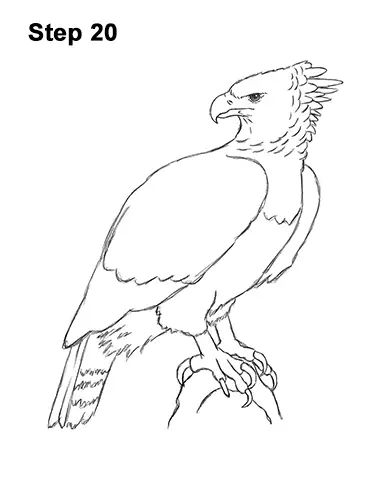 Philippine Eagle Drawing, Eagle Drawing Easy, Philippine Eagle, Harpy Eagle, Drawing Instructions, Eagle Drawing, Easy Animal Drawings, Draw Animals, Easy Animals