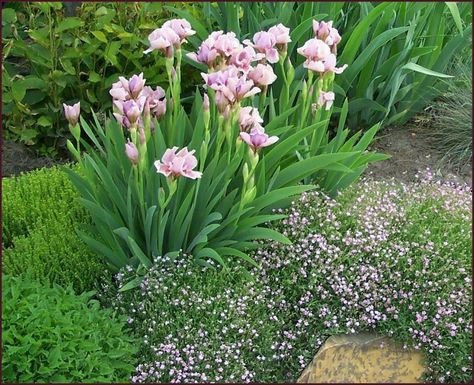 Plant Texture, Iris Garden, Garden Plans, Pink Garden, Garden Landscape Design, Garden Cottage, Country Gardening, Front Garden, Garden Paths