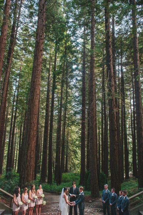 Redwood Wedding, Botanical Gardens Wedding, Inexpensive Wedding Venues, Martha Stewart Weddings, Natural Garden, Affordable Wedding, Woodland Wedding, Forest Wedding, Cheap Wedding