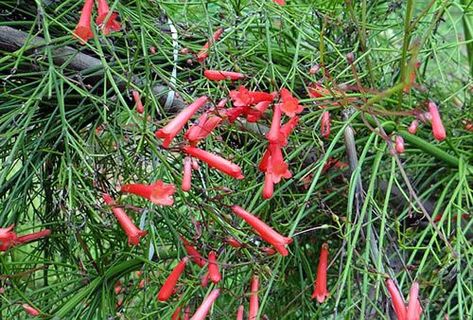 The Firecracker Plant - Care and planting Russelia Equisetiformis, Firecracker Plant, Butterfly Garden Plants, Plants That Attract Butterflies, Florida Plants, Plant Problems, Bee Garden, Plant Images, Fast Growing Plants