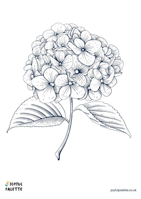 Hydrangea Flower Coloring Page Hydrangea Sketch, Hydrangea Drawing, Easy Flowers To Draw, Flowers To Draw, Simple Flower Drawing, Printable Flower Coloring Pages, Rose Coloring Pages, Sketch Free, Easy Flowers