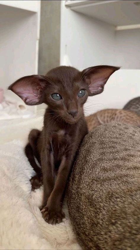 Cute Hairless Cat, Gorgeous Cats, Pretty Animals, Silly Animals, Fluffy Animals, Cat Stuff, Cute Animal Photos, Funny Cute Cats, Cute Cats And Dogs