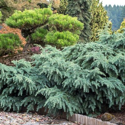 Weeping Alaskan Cedar, Deodar Cedar, Small Front Yards, Cedrus Deodara, Fall Landscaping, Agnus Castus, Spring Hill Nursery, Foundation Planting, Crape Myrtle