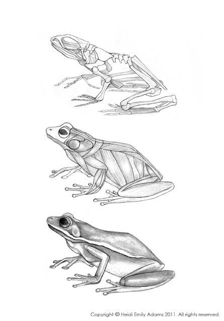 Skeletal Structure, Emily Adams, Wildlife Illustration, Green Tree Frog, Pencil Drawings Of Animals, Frog Illustration, Animal Skeletons, Frog Drawing, Lesson Learned