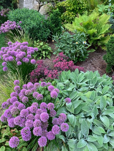 7 Drought-Tolerant Flowering Perennials That Will Add Color to Any Yard Sedum Landscaping Front Yards, Drought Tolerant Landscape Design, Tiny Gardens, Flowering Perennials, Drought Tolerant Garden, Drought Tolerant Landscape, Sun Loving Plants, Purple Plants, Dry Garden