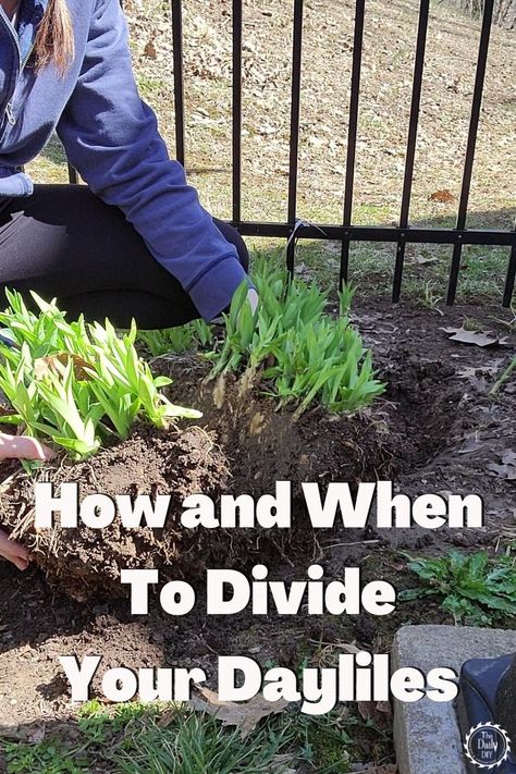 Split Your Lilies In Spring The Easy Way - The Daily DIY How To Divide Plants, How To Care For Daylilies, Splitting Day Lillies, Transplanting Day Lilies, Dividing Day Lilies, Landscaping With Daylilies, Planting Daylilies, Day Lilies Landscaping, Daylily Landscaping