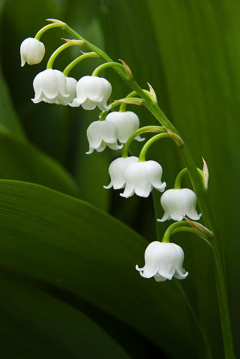 Growing Lilies, Lily Of The Valley Flowers, Valley Flowers, Beautiful Blooms, Flowers Nature, Lily Of The Valley, Flower Pictures, Amazing Flowers, Love Flowers