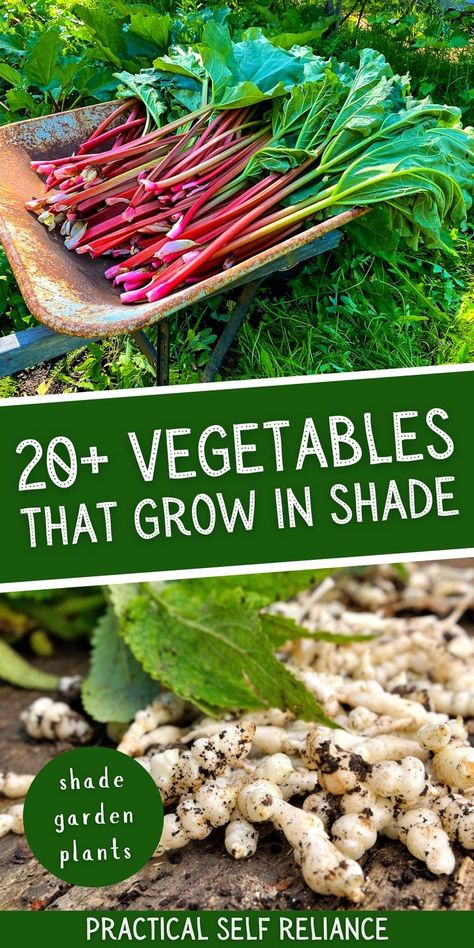 What Grows In Shade, Perennial Vegetable Garden Ideas, Shade Food Garden, Edible House Plants, Shaded Vegetable Garden, Perennial Food Garden, Plants That Grow In Shade Outdoors, Full Shade Garden Ideas, Vegetables That Grow In Shade