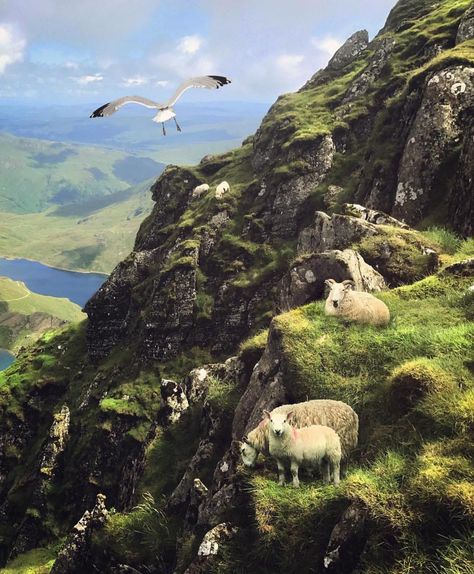 UK’s Best Photography on Instagram: “🇬🇧⠀⠀⠀⠀ Featured Photo 🤘🇬🇧⠀⠀⠀⠀⠀ Photographer 📸/🎥: @dbeggan ⠀⠀⠀ Location📍: Mt Snowdon Summit Team: @shot_by_tom|@jbs_creative|@the1johnnie…” Mt Snowdon, Best Photography, Natural Landmarks, Photographer, Water, Photography, On Instagram, Travel, Instagram