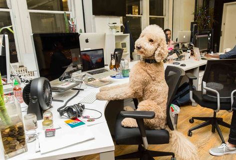 NYC's Most Famous Working Dogs of Instagram in Cute Office Pics - Thrillist Nyc Instagram Pictures, Office Dog, Nyc Instagram, Natural Pet Food, Famous Dogs, Instagram Famous, Cute Office, Animal Magic, Business Portrait