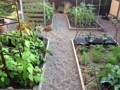 Vegetable Garden Path Ideas, Vegetable Garden Path, Raised Veg Beds, Garden Pathways, Veg Patch, Vegetable Patch, Vegetable Bed, Edible Gardens, Salt Marsh