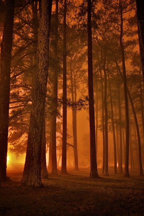 Fog Forest, Athens, Alabama photo via earthy Misty Trees, Athens Alabama, Fog Forest, Cover Facebook, Foggy Forest, Timeline Covers, Facebook Timeline, Tree Forest, Facebook Covers