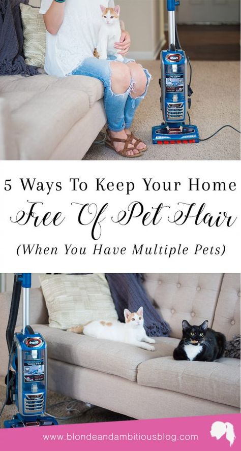 5 WAYS TO KEEP YOUR HOME FREE OF PET HAIR (WHEN YOU HAVE MULTIPLE PETS) -- multiple pet home, pet hair removal, pet hair hacks, pet hair off furniture, multiple pet family, cat hair removal Pet Hair Removal Furniture, Husky Shedding, Getting A Kitten, Happy Fri-yay, Cat Hair Removal, Cleaning Pet Hair, Pet Allergies, Cleaning Tips Tricks, Spring Clean