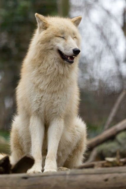 White Wolf : 17 Pictures Of Happiest Wolves Who Show The Best "Smiles" Wolf Poses, Wolf World, Wolf Photos, Wolf Love, Wild Wolf, Wolf Pictures, Beautiful Wolves, Wolf Spirit, Wild Creatures