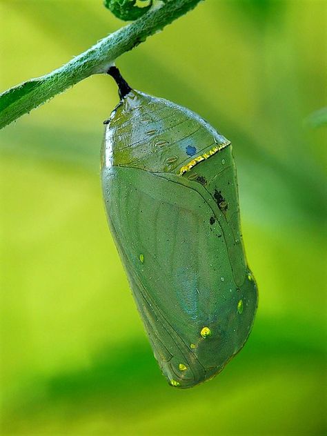 Universal Geometry, Butterfly Pupa, Education Tattoos, Butterfly Cocoon, Fairchild Tropical Botanic Garden, Outdoors Quotes, Milkweed Plant, Monarch Caterpillar, Garden Pond Design