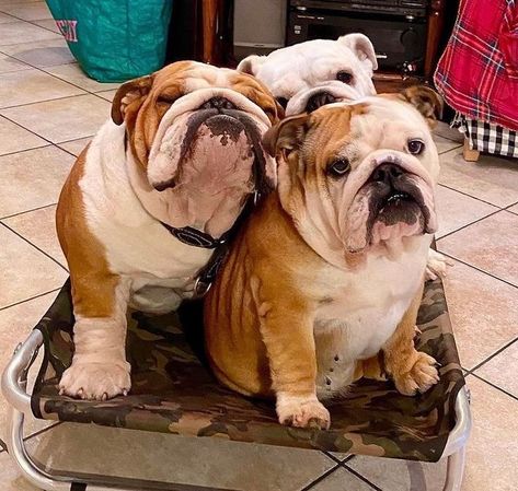 Cute Bulldog Puppies, Funny Looking Cats, Bulldog Pics, Bulldog Funny, Cute Bulldogs, English Bulldog Puppies, Bully Dog, British Bulldog, Bulldog Lover