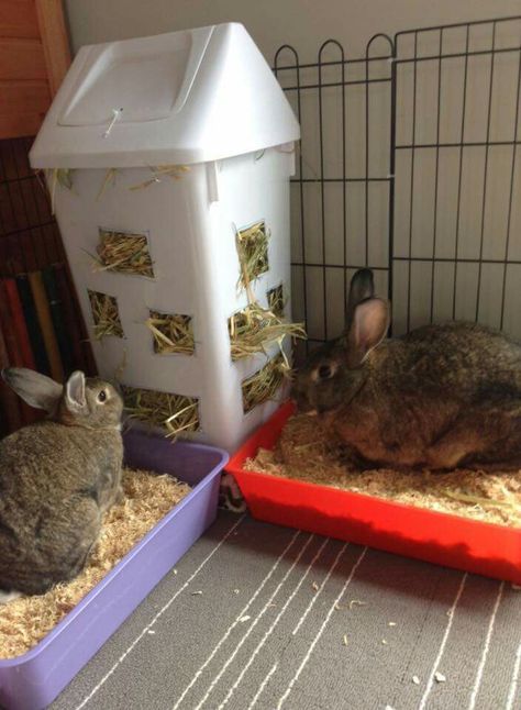 Hay Feeder For Rabbits, Bunny Sheds, Diy Bunny Toys, Rabbit Shed, Indoor Rabbit Cage, Rabbit Habitat, Pet Rabbit Care, Rabbit Farm, Bunny Hutch