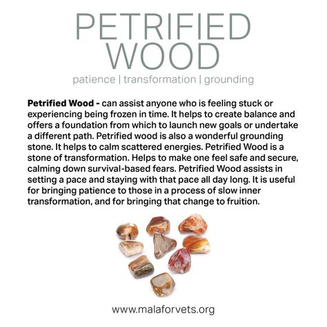 Petrified Wood Meaning, Crystal Knowledge, Crystal Magick, Mental Healing, Red Tiger, Gemstone Meanings, Crystal Healing Stones, Spiritual Wellness, Frozen In Time