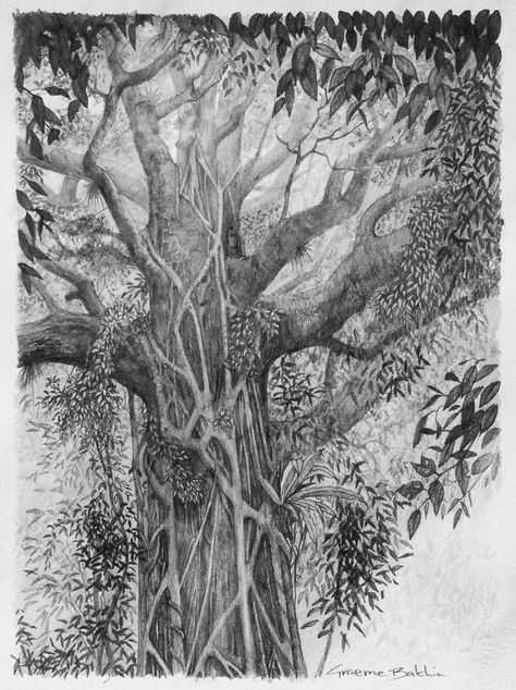 Strangler Fig, Fig Drawing, Graphic Drawings, Drawing Trees, Tree Tattoos, Self Thought, Gray Scale, Paper Works, Tree Drawing