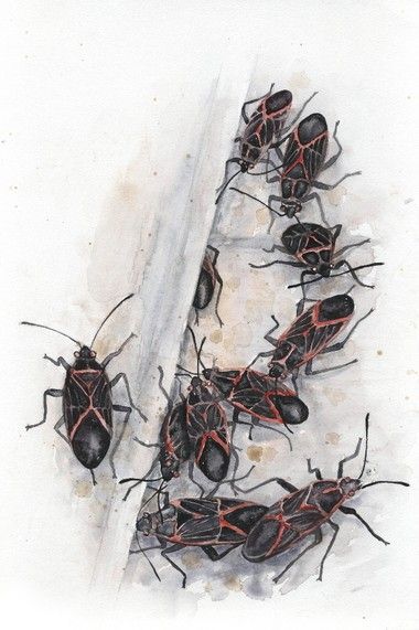 Boxelder Bugs, Box Elder Bugs, Tomato Hornworm, Bad Bugs, Cabbage Worms, Lady Beetle, Bug Collection, Garden Bugs, Box Elder