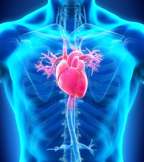 Heart Arteries, Human Heart Anatomy, Heart Hospital, Heart Anatomy, Clogged Arteries, Heart Muscle, Lung Disease, 26 November, Medical Laboratory