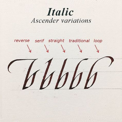 Tee_Vee ||| 𝕮𝖆𝖑𝖑𝖎𝖌𝖗𝖆𝖕𝖍𝖊𝖗 🇦🇺 on Instagram: "Some Italic hand, ascender variations. Which do you like to use the most or like the best? Tag someone who likes Italic. 👍 I might do some more fancy, unusual ascender variations in the next week or so. Save, share, like, comment 😁 . . . . . . . . . . . . . . . . . . . . . . . . . . . . . . #broadnib #calligraphymasters #foundational #foundationalhand #caligrafia #italichandwriting #italic #italicscript #script #italiccalligraphy #italic Foundational Hand Calligraphy, Foundational Calligraphy, Alphabet Calligraphy Fonts, Italic Lettering, Italic Handwriting, Font Gothic, Italic Calligraphy, Calligraphy Writing Styles, Calligraphy Letters Alphabet