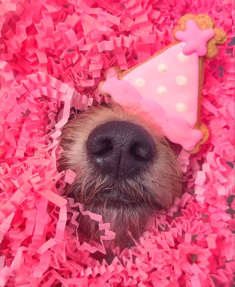 Pink Dog Photoshoot, Doggie Birthday Photoshoot Ideas, Dog 3rd Birthday Photoshoot, Dogs Birthday Photoshoot Ideas, Dogs 1st Birthday Photoshoot, Dog Bday Photoshoot, Dogs First Birthday Photo Shoot, Dog First Birthday Pictures, Dog Second Birthday