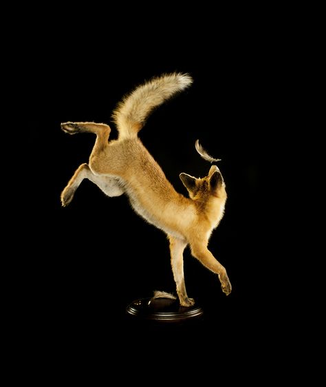 Animal Dynamic Poses, Dynamic Cat Poses Drawing, Cool Animal Photography, Dynamic Animal Photography, Dynamic Animal Poses Reference, Dynamic Dog Poses, Fox Reference Photo, Feral Poses, Dramatic Animals