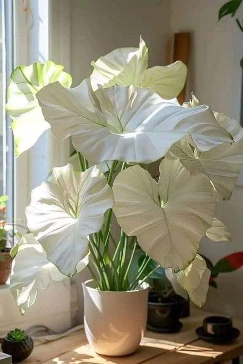 Cool Houseplants, Rare Houseplants, Household Plants, Inside Plants, Plant Decor Indoor, Colorful Plants, House Plants Decor, House Plants Indoor, Pretty Plants