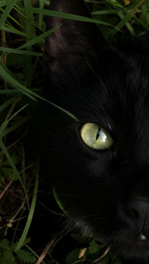 Black Panther Green Eyes, Black Cat With Green Eyes Wallpaper, Mystic Girl, Black Cat With Green Eyes, You Have Beautiful Eyes, Black Panther Cat, Fluffy Black Cat, Cat With Green Eyes, Mystic Girls