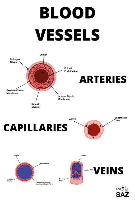 Learn Biology, Study Biology, Nursing School Motivation, Basic Anatomy And Physiology, Nurse Study Notes, Nursing Student Tips, Biology Facts, Medical Student Study, Nursing School Studying