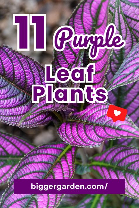 Purple Plants Indoor, Purple House Plants, Purple Outdoor Plants, Purple Foliage Plants, Purple Heart Plant Care, Purple Leaf Plants, Dark Purple Plants, Plant With Purple And Green Leaves, Purple Oxalis