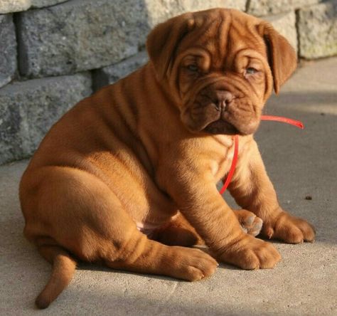 French Mastiff Puppies, French Mastiff Dog, Mastiff Dog Breeds, English Mastiff Puppies, Mastiff Puppy, Bordeaux Dog, Mastiff Breeds, Giant Dog Breeds, French Mastiff