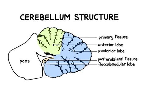 Cerebellum Functions, Cerebellum Anatomy, Alcohol Use Disorder, Cognitive Functions, Cerebral Cortex, Brain Structure, Brain Tissue, Dark Underarms, Parts Of The Body