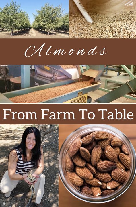 Almond Orchard, From Farm To Table, Farm To Table, Rose Family, Health And Nutrition, Quality Control, Planting, Garden Art, Almond